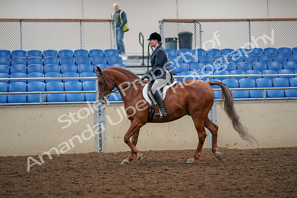 2019 Morgan Horse Show - Aug 30, 2019 - 22221