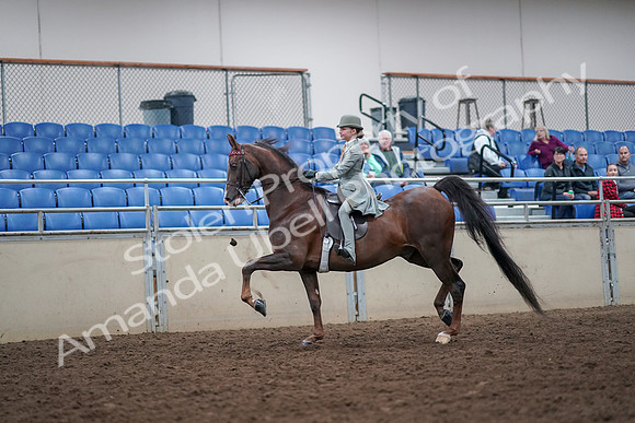 2019 Morgan Horse Show - Aug 30, 2019 - 17773