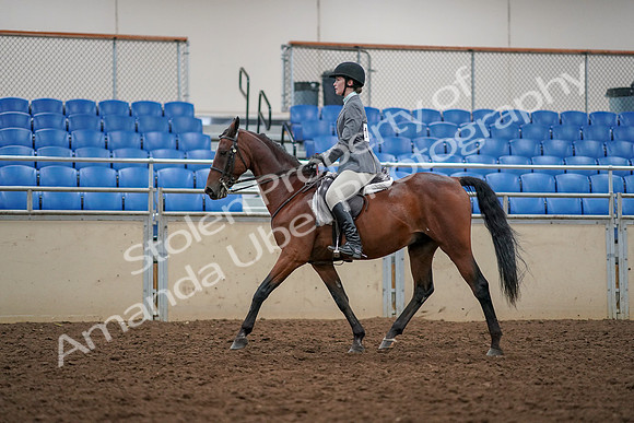 2019 Morgan Horse Show - Aug 30, 2019 - 23369
