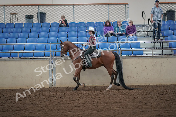 2019 Morgan Horse Show - Aug 30, 2019 - 25937