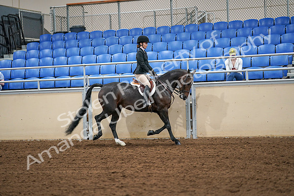 2020 - AB Morgan Horse - Fri, Sept 04 - 02149