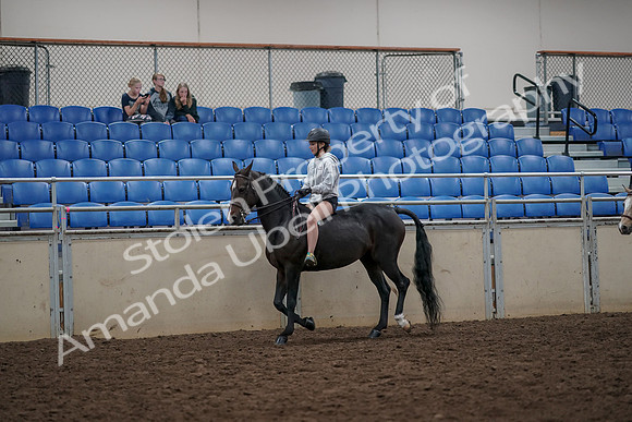 2019 Morgan Horse Show - Aug 30, 2019 - 31207