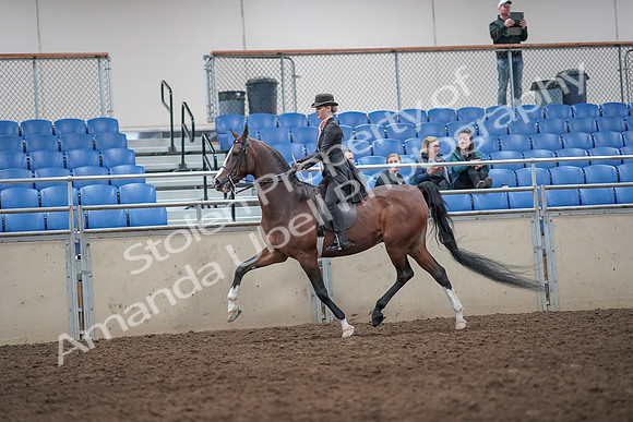 2019 Morgan Horse Show - Aug 31, 2019 - 08697