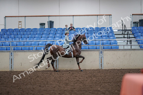 2019 Morgan Horse Show - Aug 30, 2019 - 18026