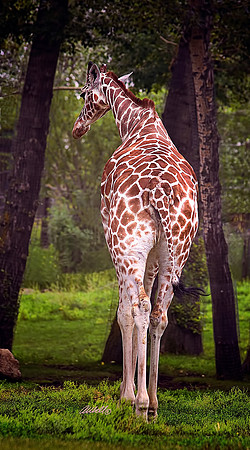 Zoo - 019