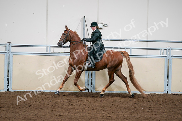2020 - AB Morgan Horse - Sat, Sept 05 - 08056
