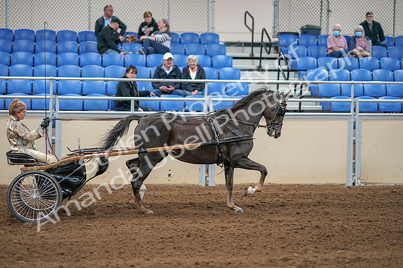 2020 - AB Morgan Horse - Sat, Sept 05 - 05965