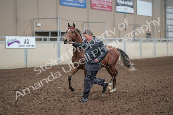 2019 Morgan Horse Show - Aug 31, 2019 - 00254