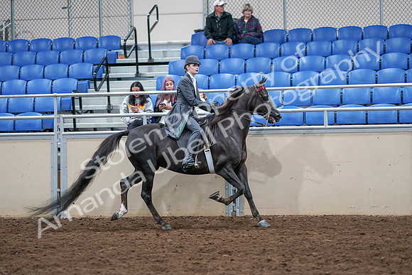 2020 - AB Morgan Horse - Sat, Sept 05 - 13927