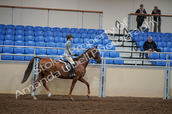 2020 - AB Morgan Horse - Fri, Sept 04 - 03188