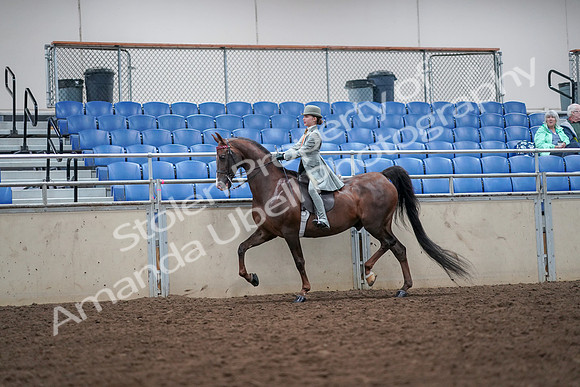 2019 Morgan Horse Show - Aug 30, 2019 - 17863
