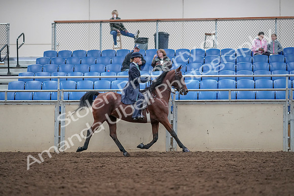 2019 Morgan Horse Show - Aug 31, 2019 - 08884