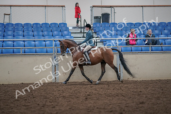 2019 Morgan Horse Show - Aug 31, 2019 - 17126