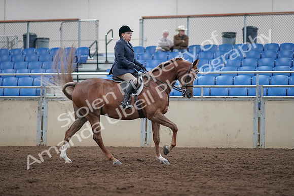 2019 Morgan Horse Show - Sept 01, 2019 - 08797