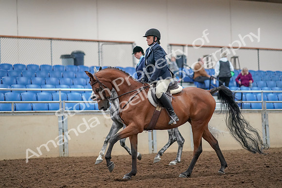 2019 Morgan Horse Show - Aug 30, 2019 - 22453