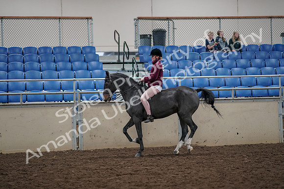 2019 Morgan Horse Show - Aug 30, 2019 - 31308