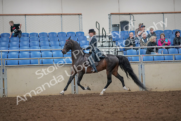 2019 Morgan Horse Show - Aug 30, 2019 - 25104