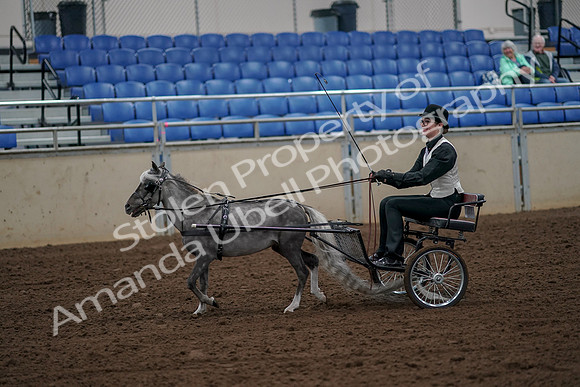 2019 Morgan Horse Show - Aug 30, 2019 - 13142