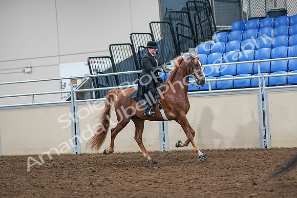 2020 - AB Morgan Horse - Sat, Sept 05 - 08247