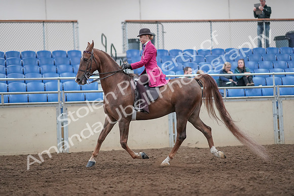 2019 Morgan Horse Show - Aug 31, 2019 - 08629