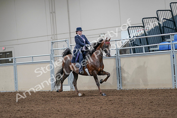 2020 - AB Morgan Horse - Fri, Sept 04 - 08069