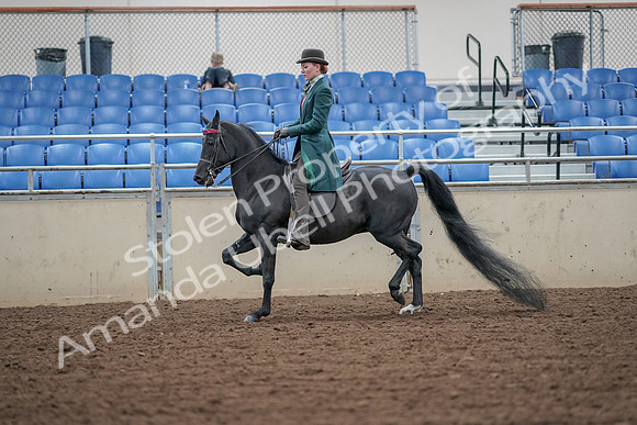 2019 Morgan Horse Show - Aug 30, 2019 - 15410