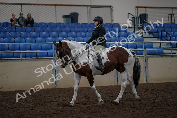2019 Morgan Horse Show - Aug 30, 2019 - 31124