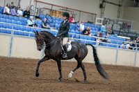 2020 - AB Morgan Horse - Fri, Sept 04 - 05812