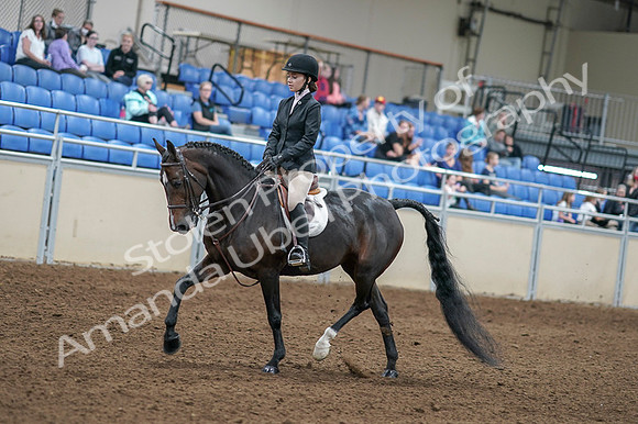 2020 - AB Morgan Horse - Fri, Sept 04 - 05812