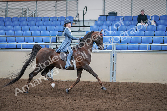 2020 - AB Morgan Horse - Fri, Sept 04 - 05071