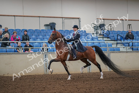 2019 Morgan Horse Show - Aug 30, 2019 - 25022