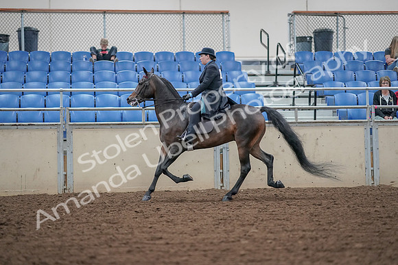 2019 Morgan Horse Show - Aug 30, 2019 - 15556