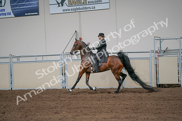 2020 - AB Morgan Horse - Fri, Sept 04 - 09680