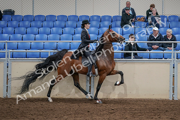 2020 - AB Morgan Horse - Sat, Sept 05 - 06804