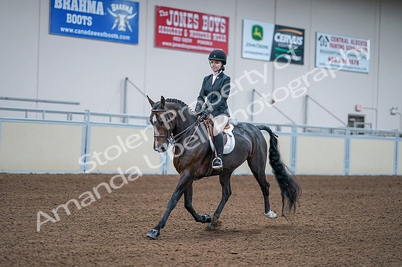 2020 - AB Morgan Horse - Fri, Sept 04 - 06169