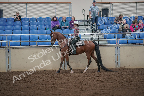 2019 Morgan Horse Show - Aug 30, 2019 - 25921