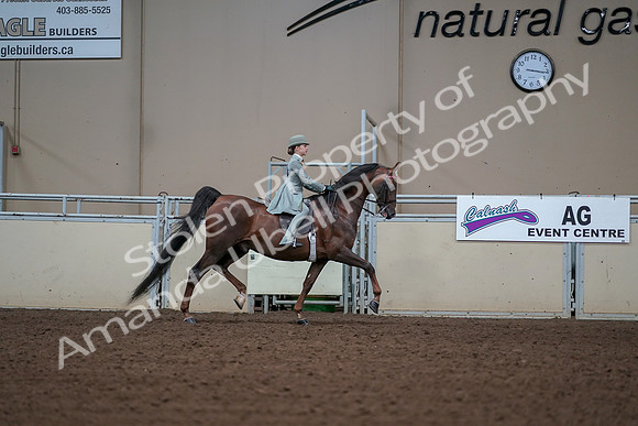2019 Morgan Horse Show - Aug 30, 2019 - 17938