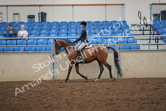 2019 Morgan Horse Show - Aug 30, 2019 - 23154
