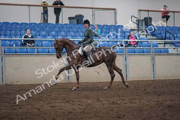 2019 Morgan Horse Show - Sept 01, 2019 - 08746
