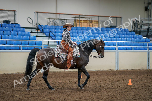2020 - AB Morgan Horse - Fri, Sept 04 - 00390