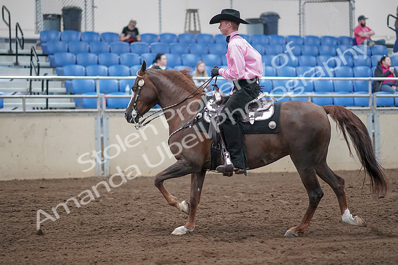 2019 Morgan Horse Show - Sept 01, 2019 - 07005