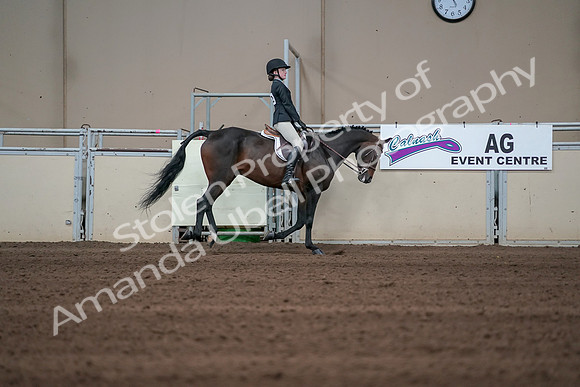2019 Morgan Horse Show - Sept 01, 2019 - 03916