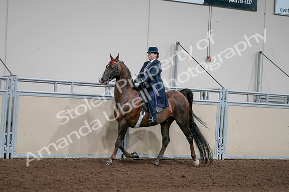 2020 - AB Morgan Horse - Fri, Sept 04 - 07940