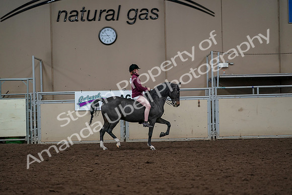 2019 Morgan Horse Show - Aug 30, 2019 - 31443