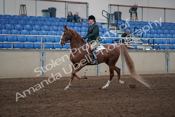 2019 Morgan Horse Show - Sept 01, 2019 - 12180