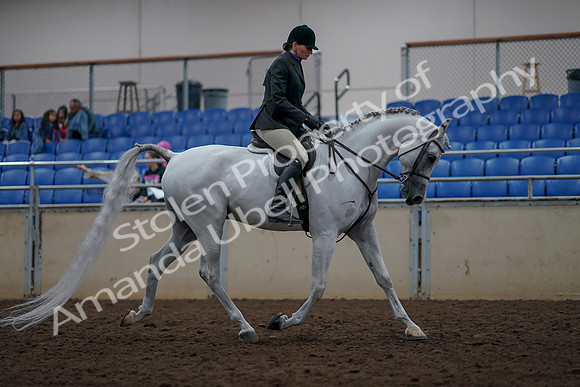2019 Morgan Horse Show - Aug 31, 2019 - 16151