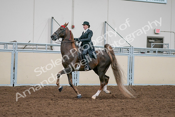 2020 - AB Morgan Horse - Sat, Sept 05 - 13112