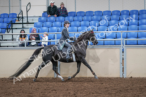2020 - AB Morgan Horse - Sat, Sept 05 - 13932