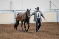 2020 - AB Morgan Horse - Sat, Sept 05 - 00140