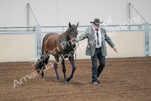 2020 - AB Morgan Horse - Sat, Sept 05 - 00140